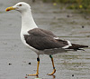 juvenile LBBG in October, ringed in Norway. (131273 bytes)